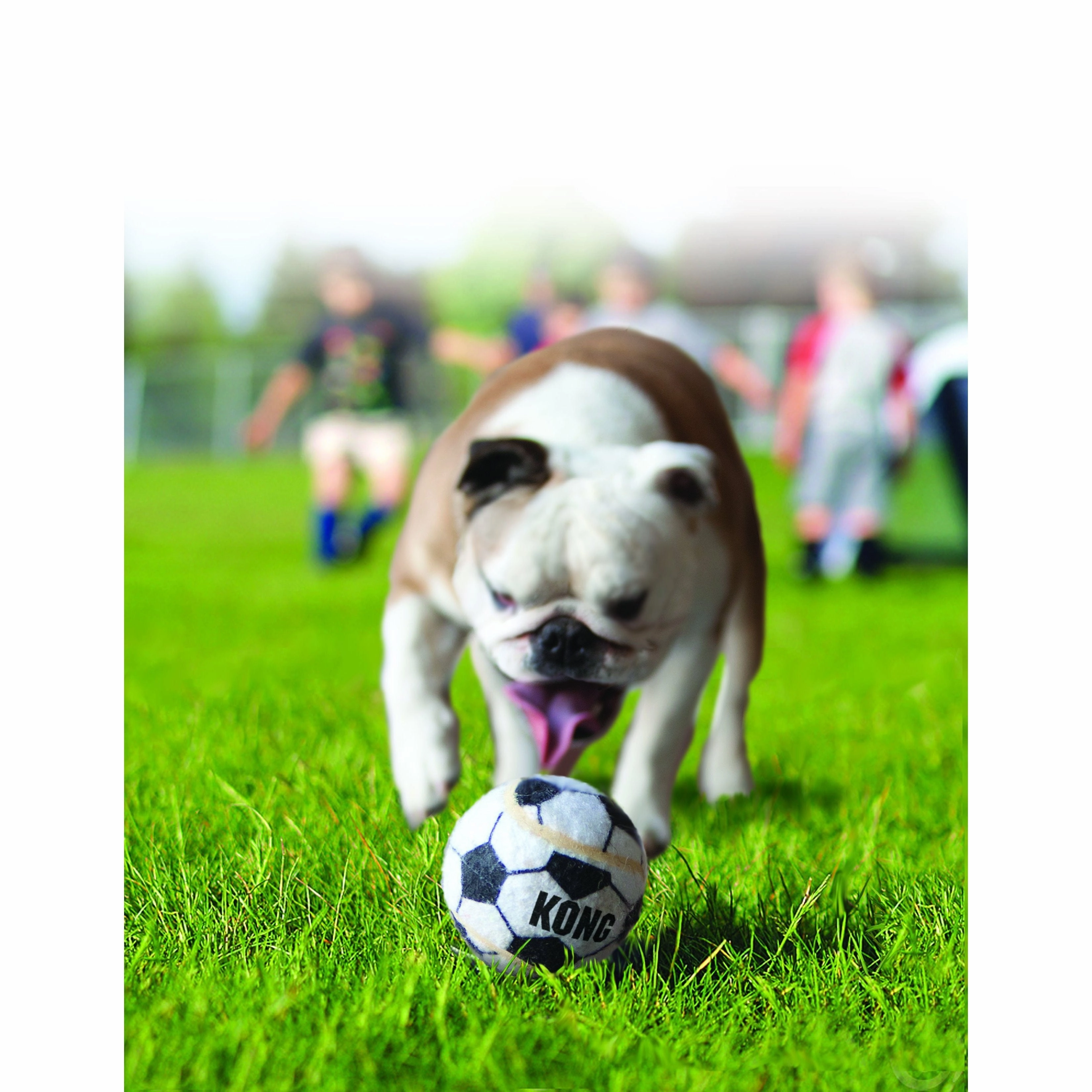 KONG Airdog Sport Balls Dog Toy Assorted 3 Pack Small ($)($)
