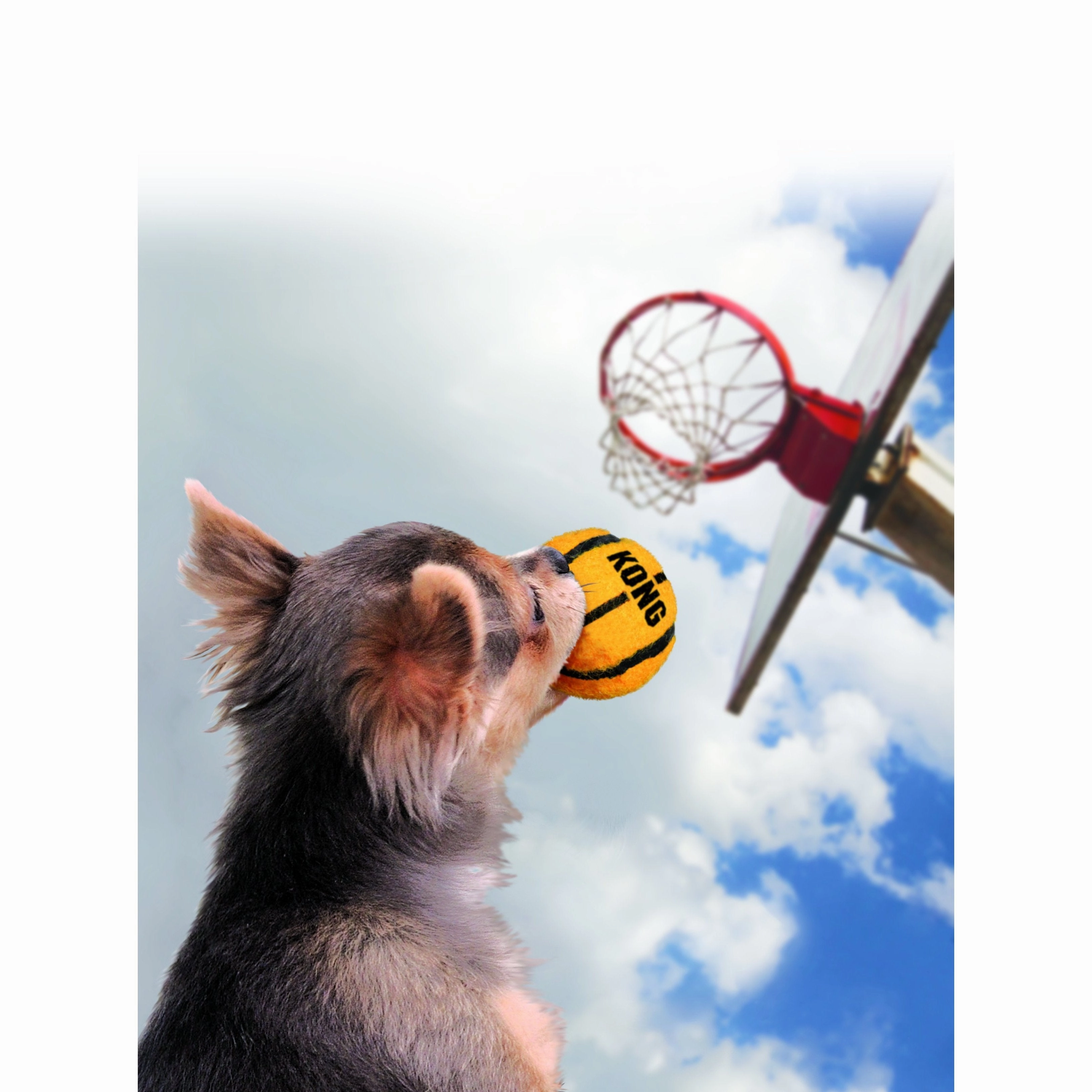 KONG Airdog Sport Balls Dog Toy Assorted 3 Pack Small ($)($)