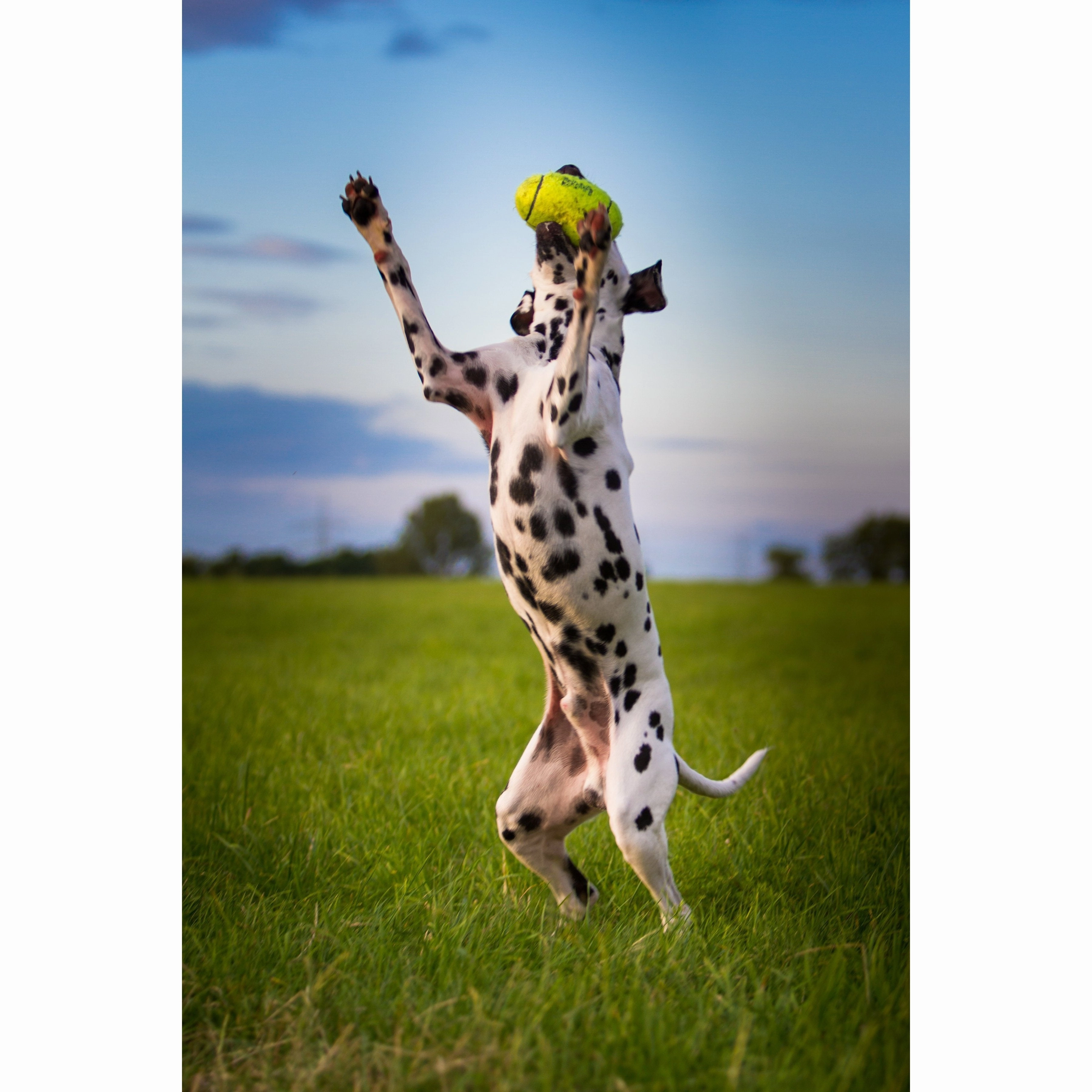 KONG Airdog Squeaker Dumbbell Small Dog Toy ($)($)