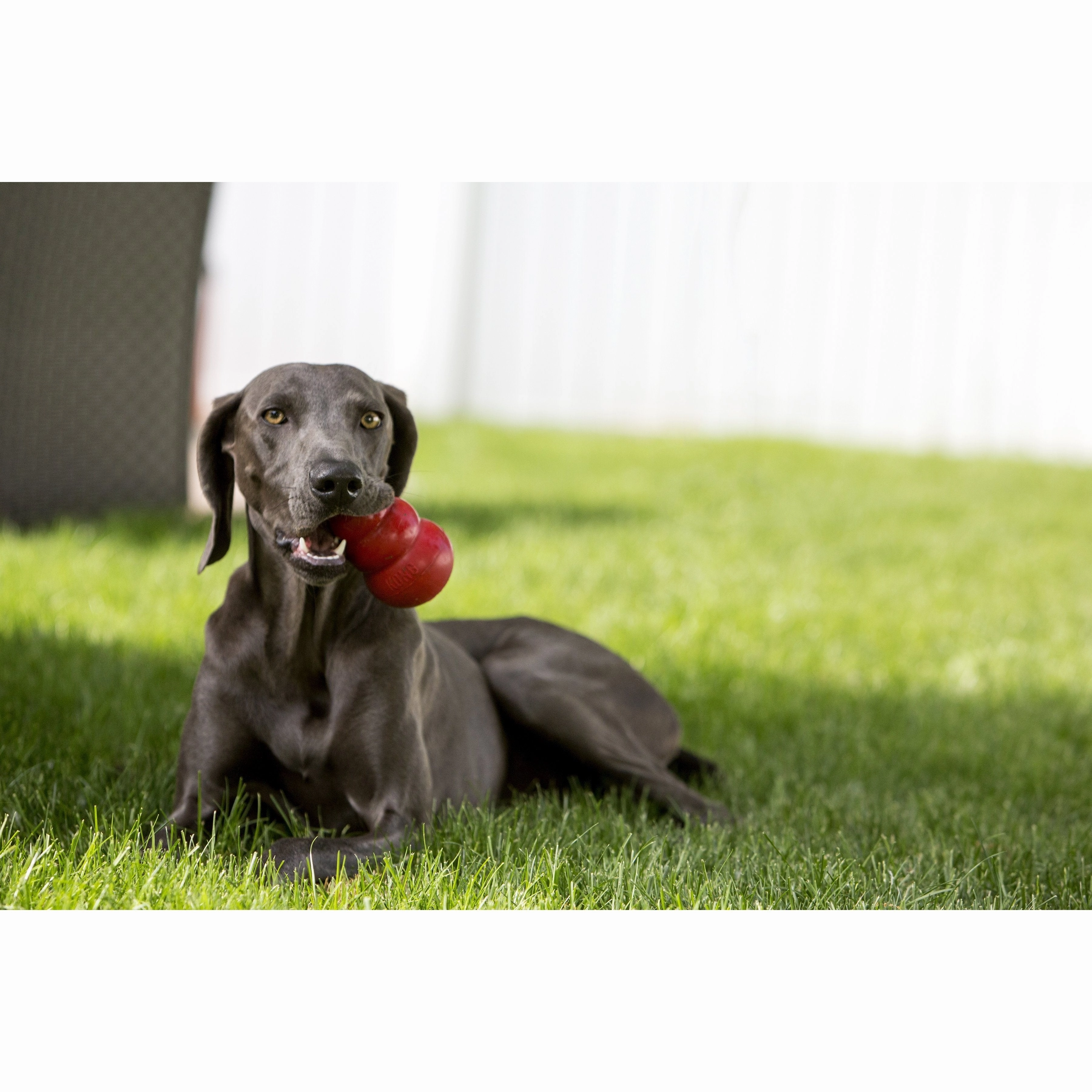 KONG Classic King Dog Toy