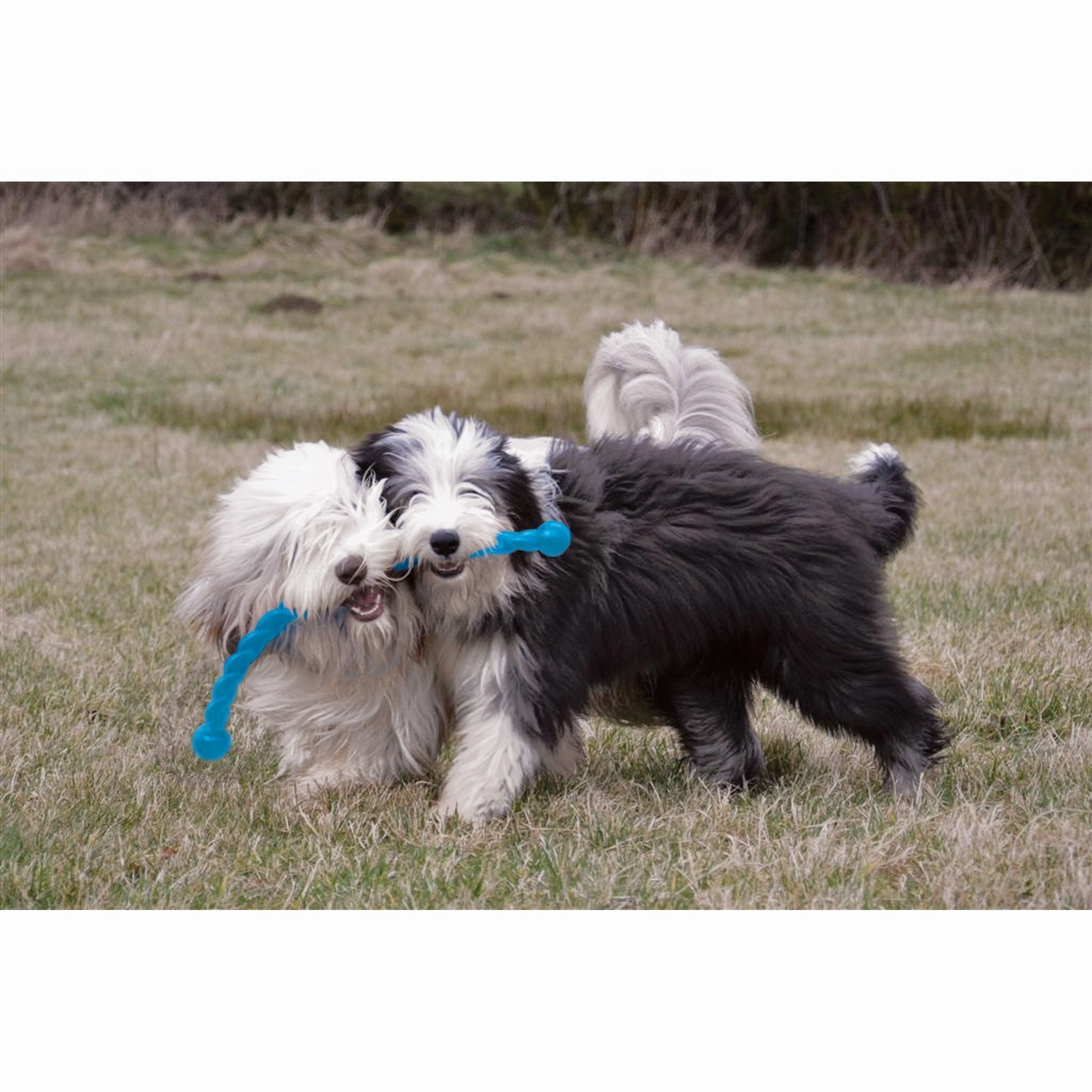 KONG Safestix Small Dog Toy ($)($)