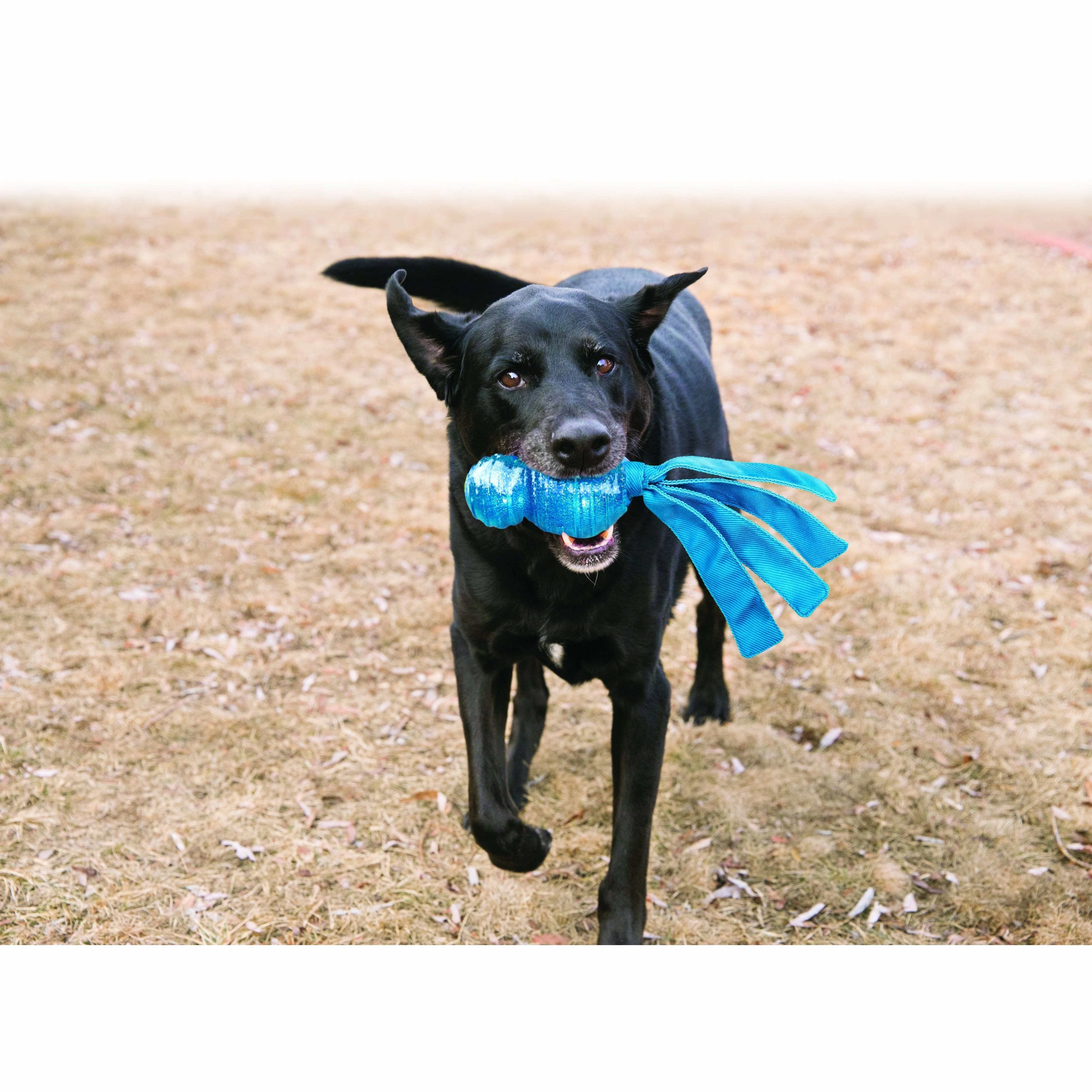 KONG Wubba Comet Large Dog Toy ($)($)