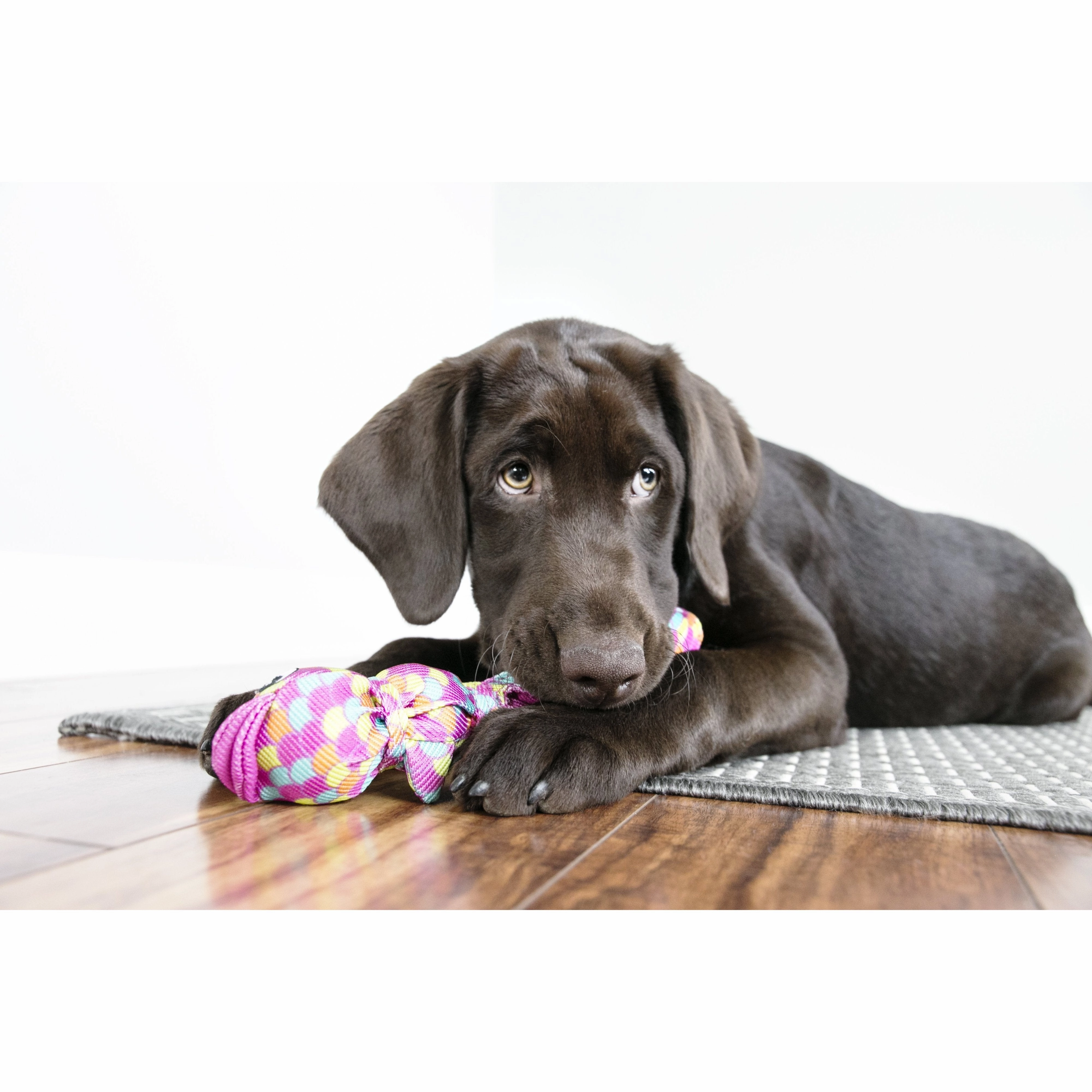 KONG Wubba Finz Blue Large Dog Toy ($)($)