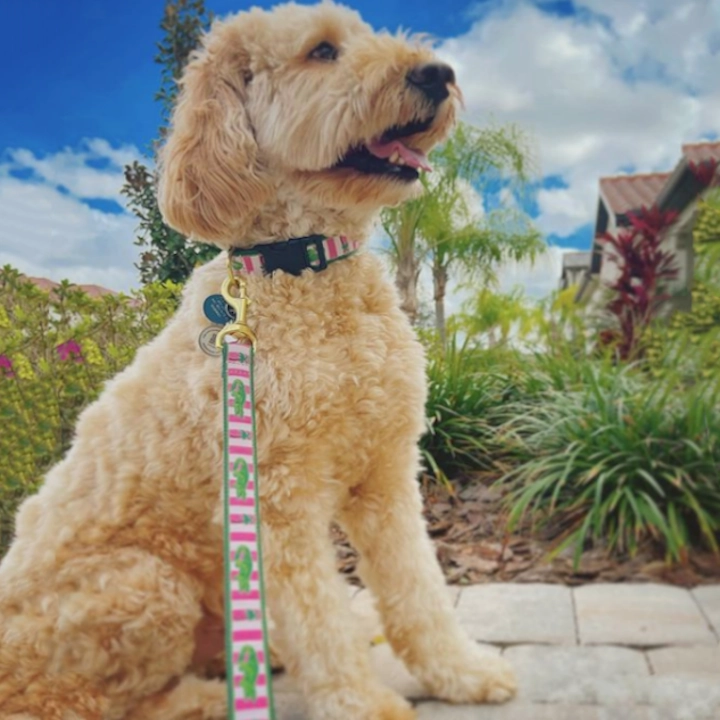 Leash | Alligator