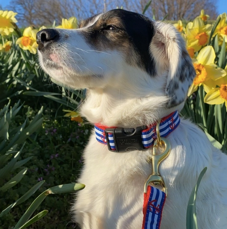 Leash | Anchors Aweigh