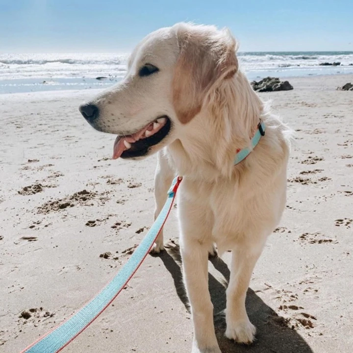 Leash | Aqua & Coral
