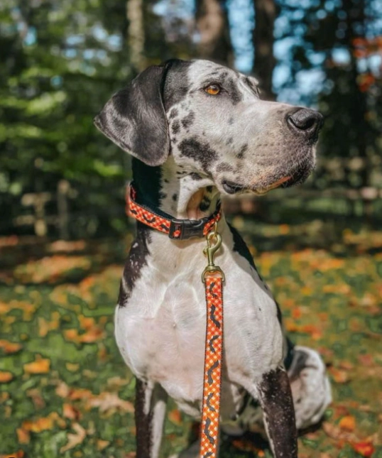 Leash | Batty