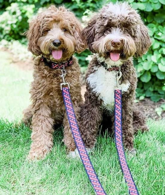 Leash | Bias Stars & Stripes