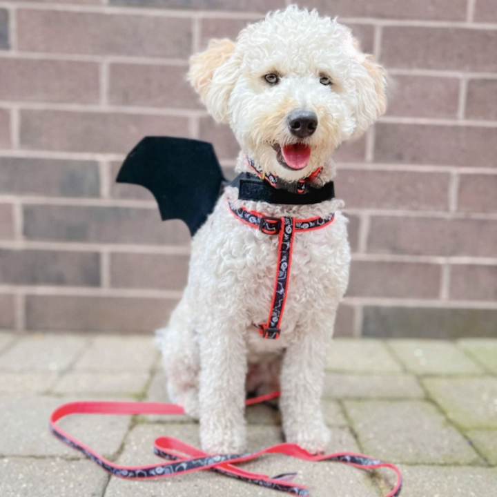 Leash | Bone Jangles