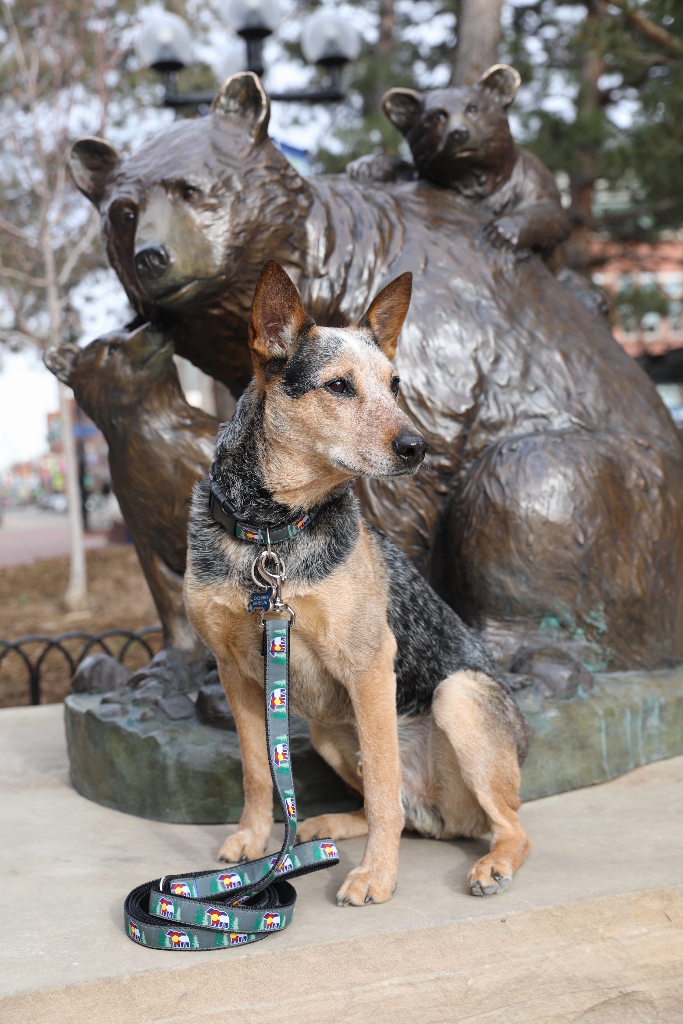 Leash | Colorado Flag Bear