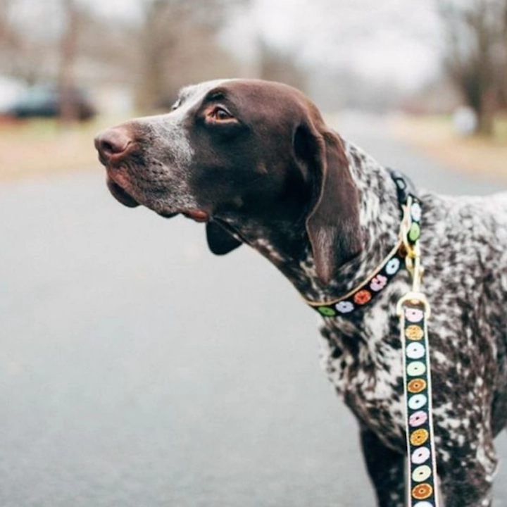 Leash | Donuts