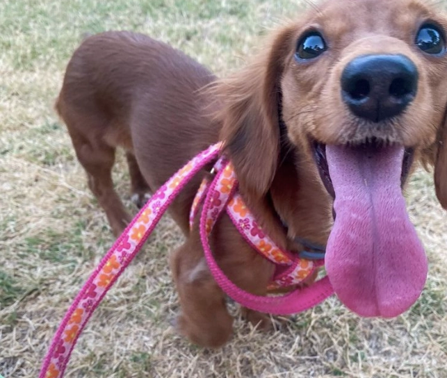 Leash | Flower Power