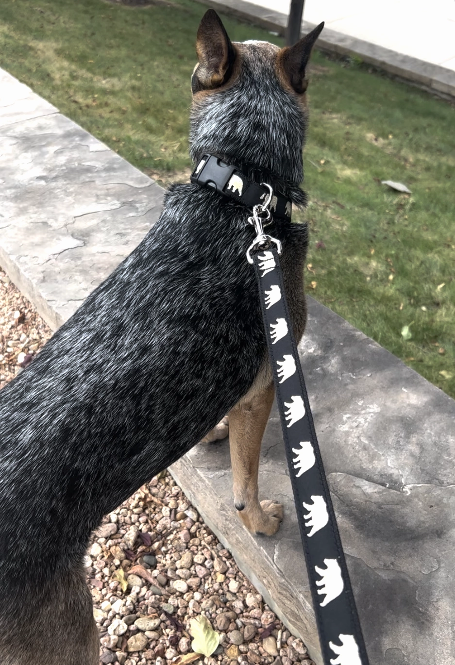Leash | Glitter Bear