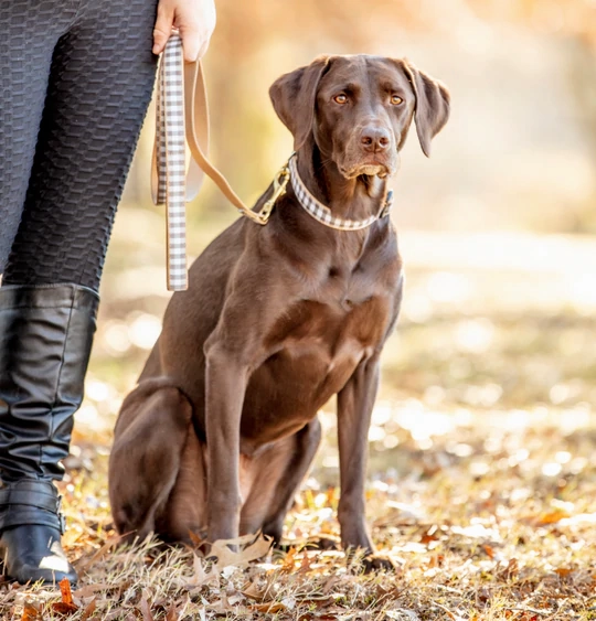 Leash | Gray Buffalo Check