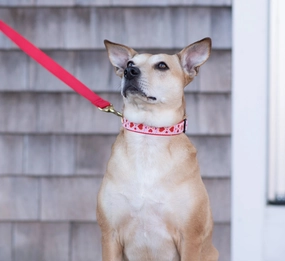 Leash | Heart to Heart