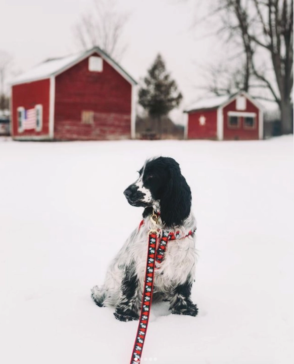 Leash | Hearts & Flowers