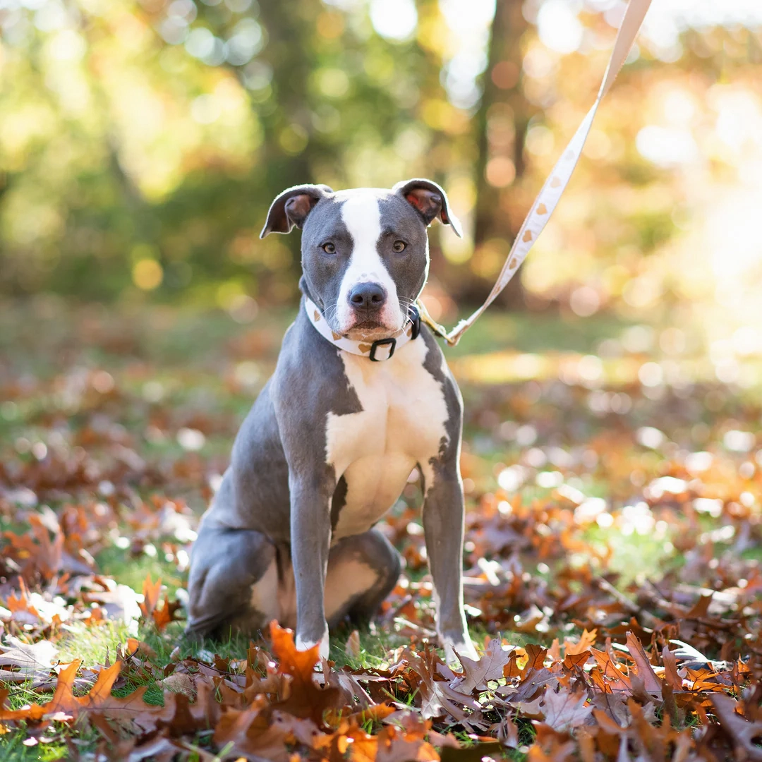 Leash | Hearts of Gold White