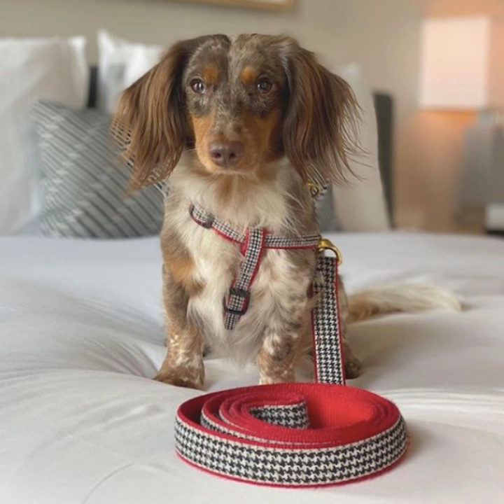 Leash | Houndstooth