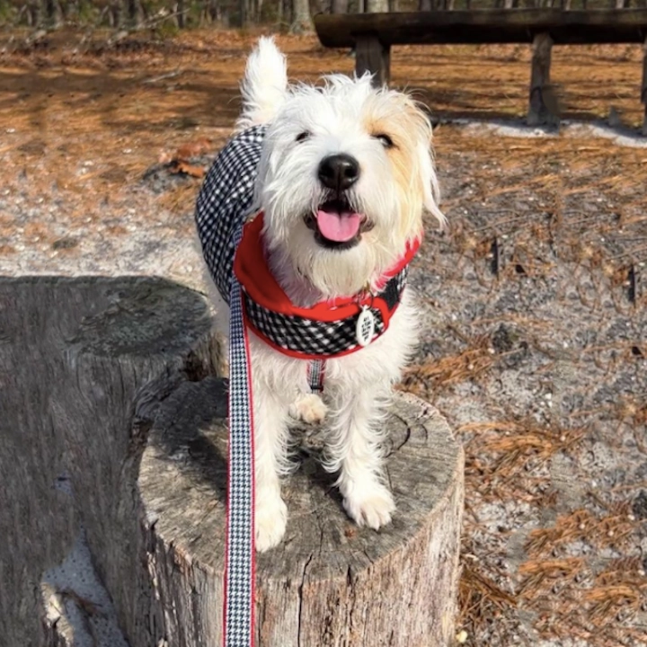 Leash | Houndstooth