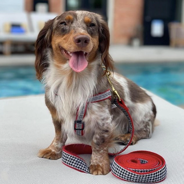 Leash | Houndstooth