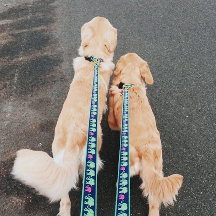 Leash | Leader Of The Pach