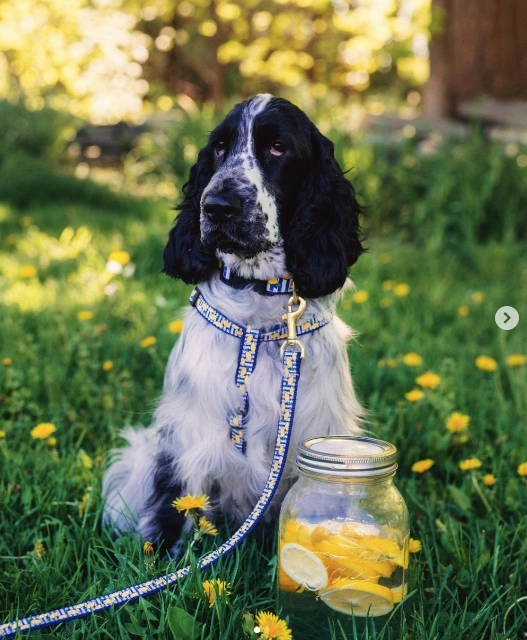 Leash | Make Lemonade