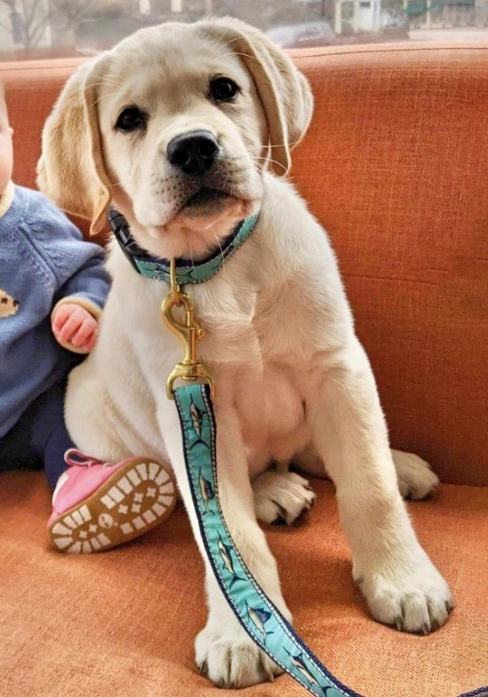 Leash | Marlin