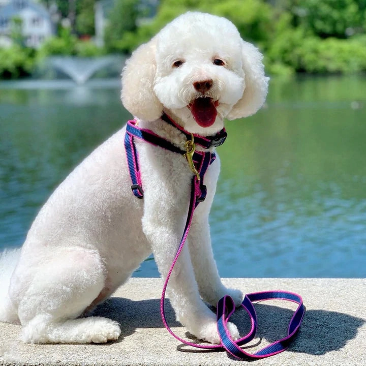 Leash | Navy & Pink