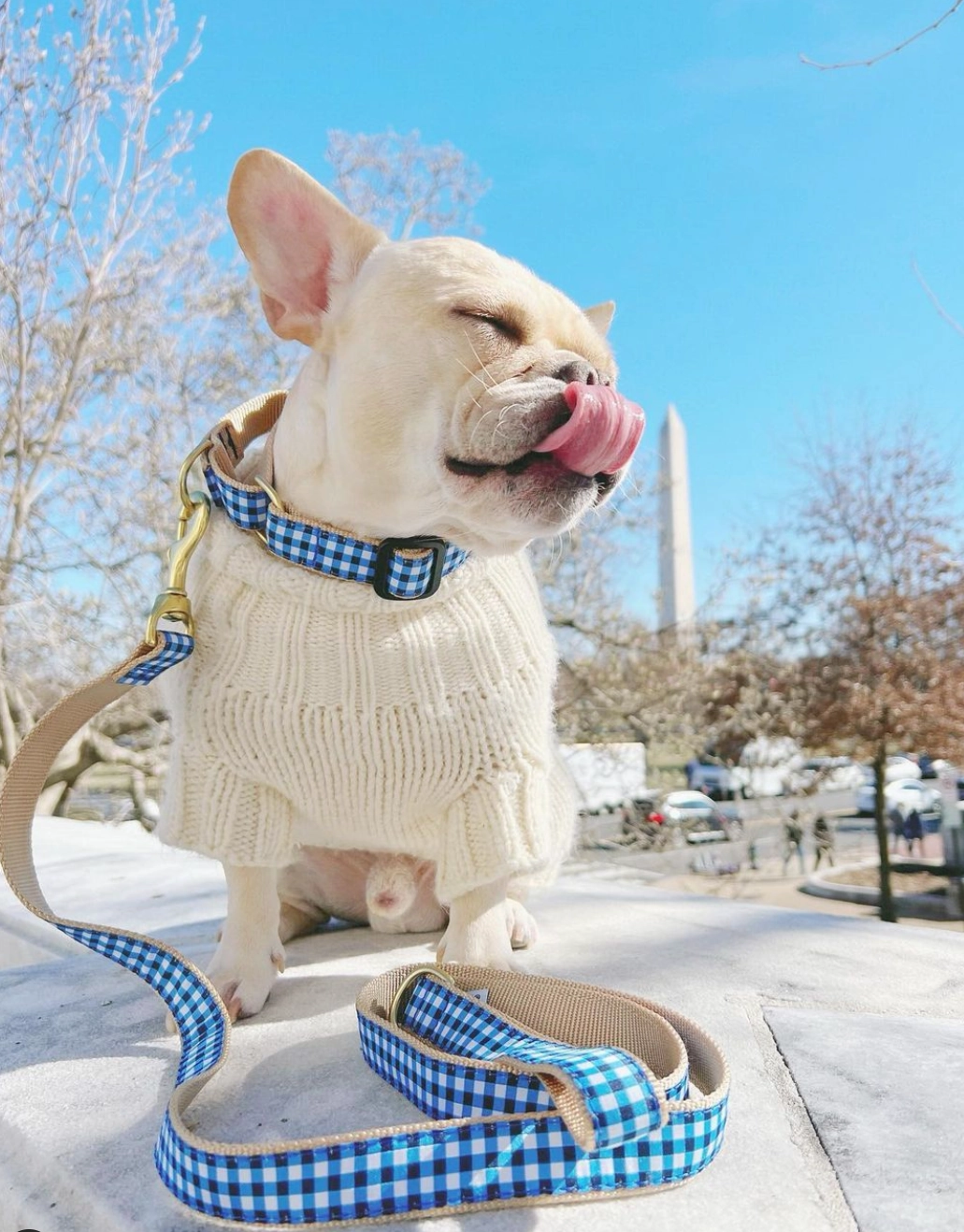 Leash | Navy Gingham