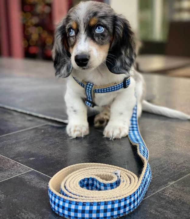 Leash | Navy Gingham