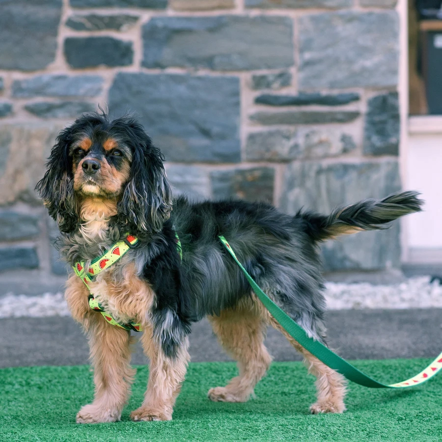 Leash | One In A Melon