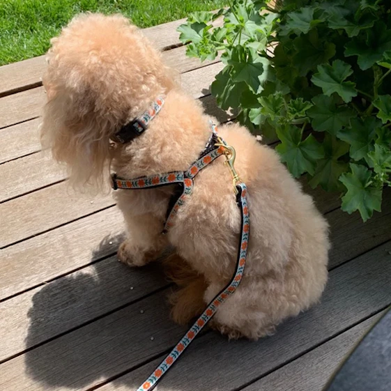Leash | Orange You Pretty