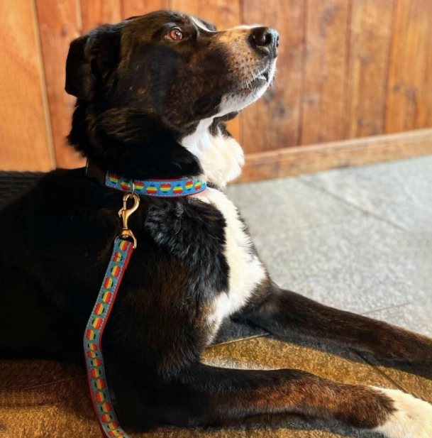 Leash | Rainbow Hearts
