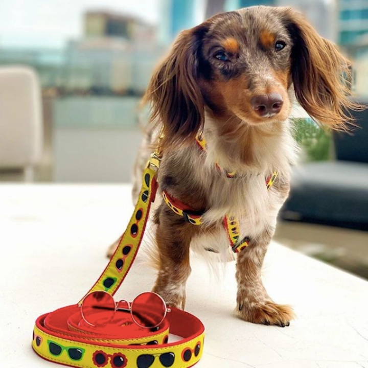 Leash | Shady Dog