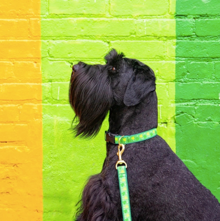 Leash | Shamrock
