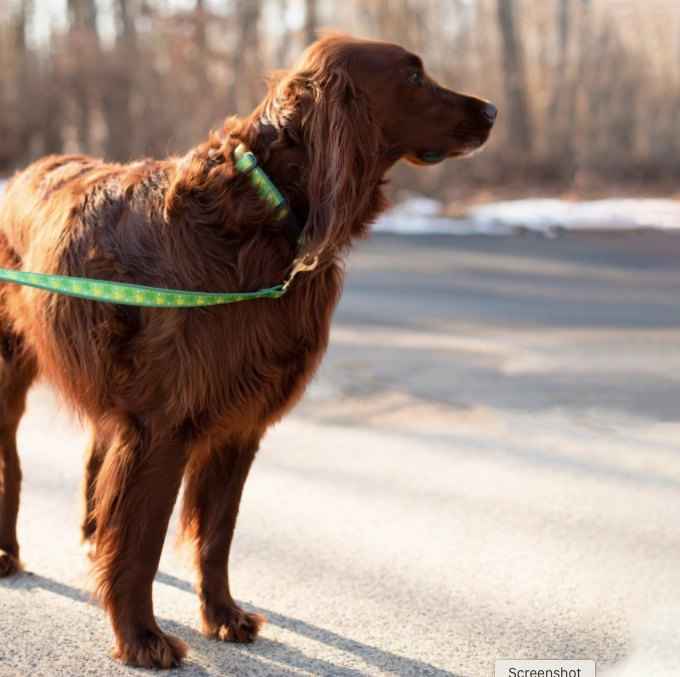 Leash | Shamrock