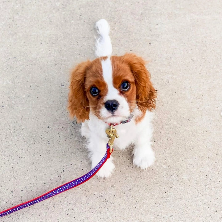 Leash | Stars
