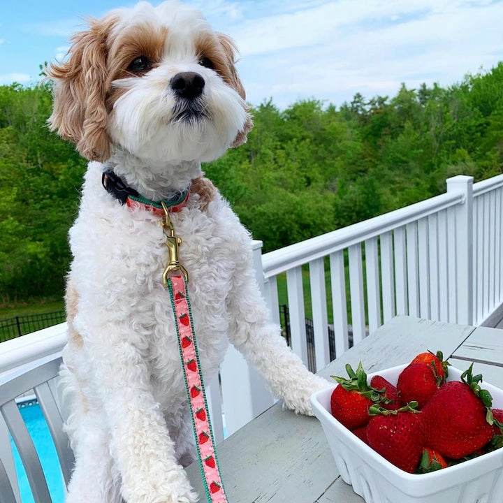 Leash | Strawberry Fields
