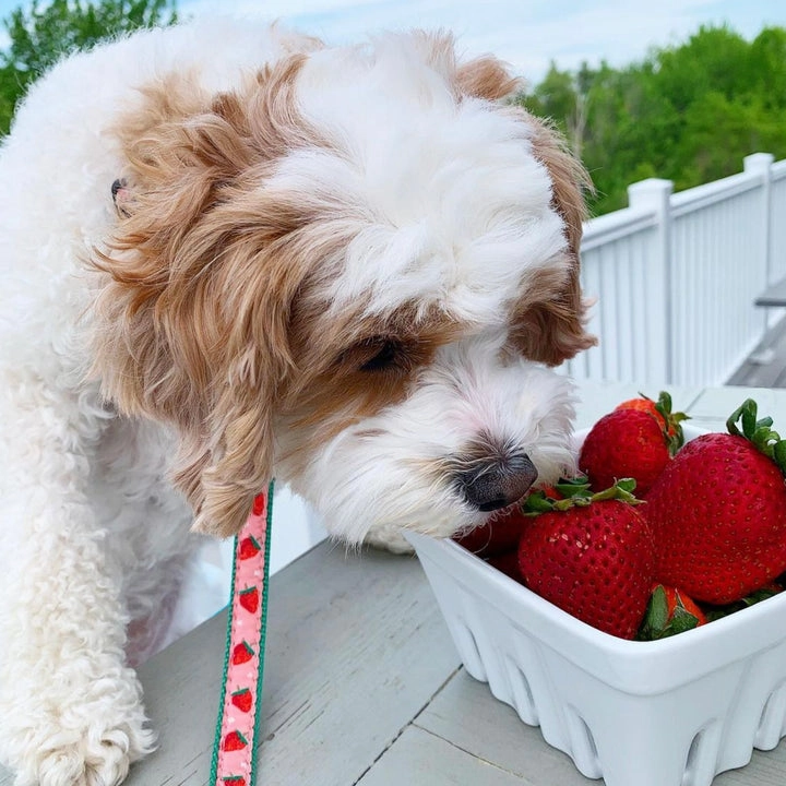 Leash | Strawberry Fields