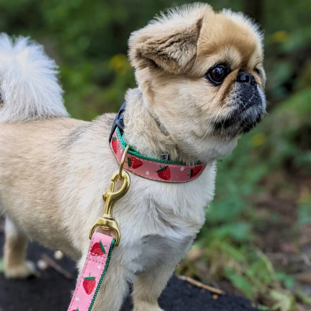 Leash | Strawberry Fields