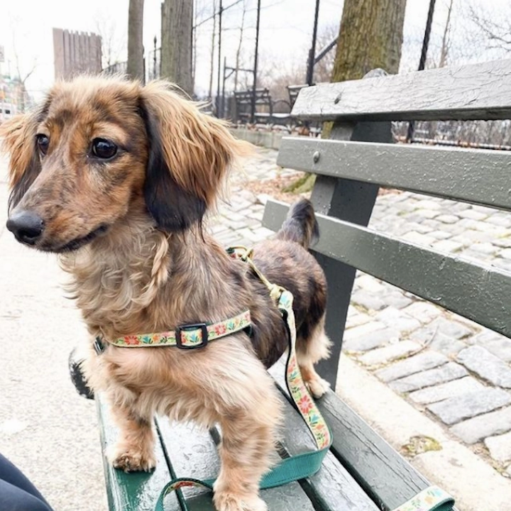 Leash | Tapestry Floral