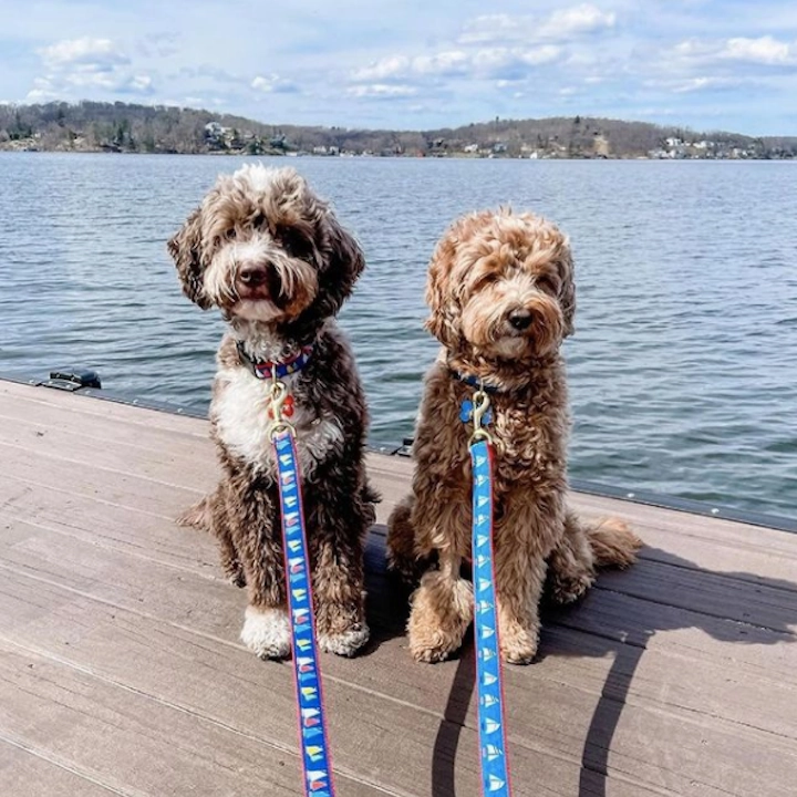 Leash | Under Sail