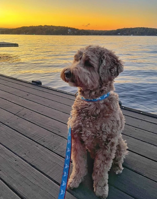 Leash | Under Sail