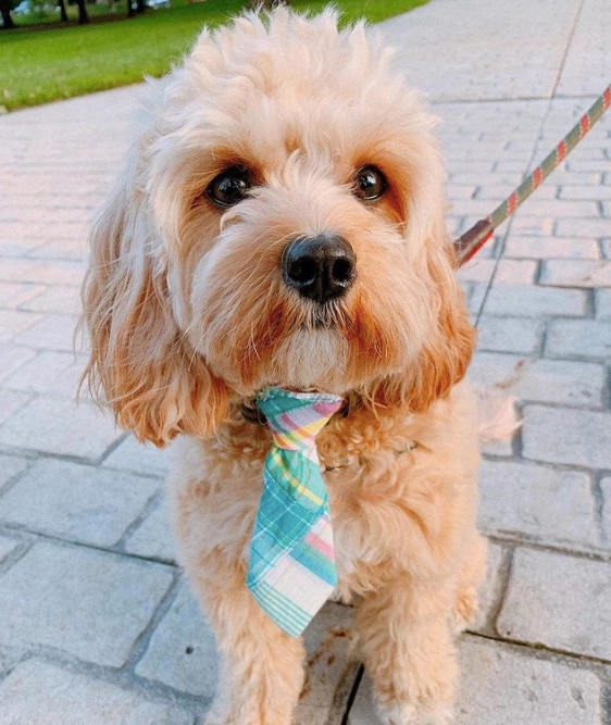 Neck Tie | Turquoise & Pink Multi-Colored Madras Plaid