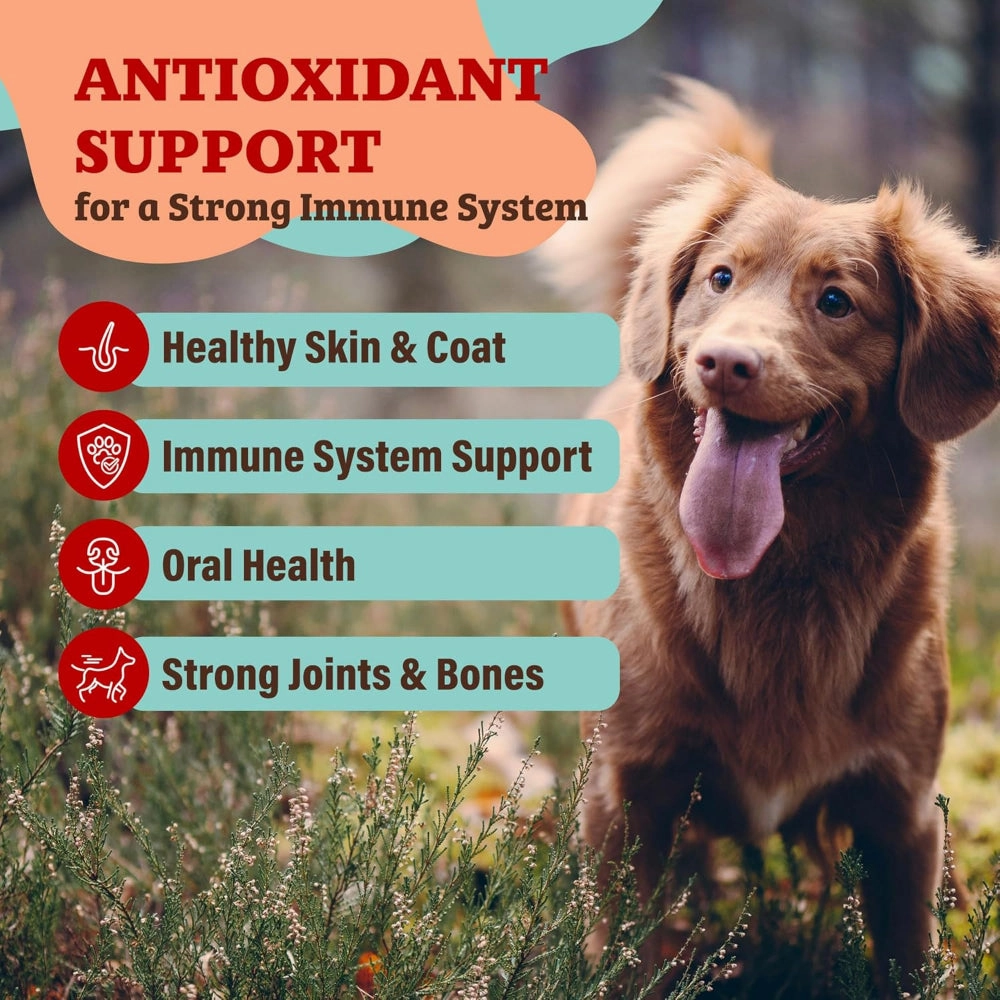Nutrient-Dense Boost - Antioxidant Berry Dog Meal Topper