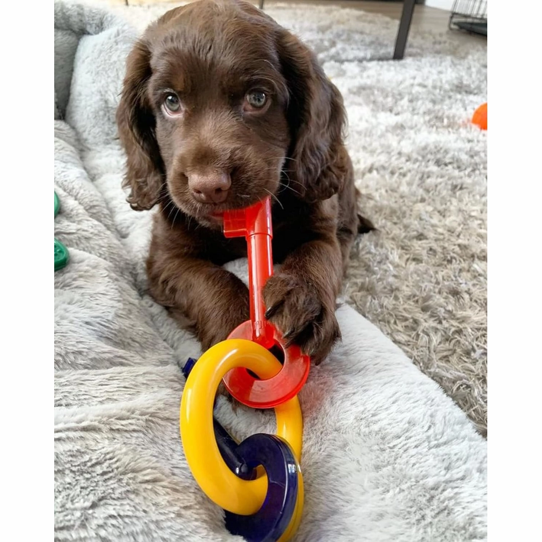 Nylabone Bacon Puppy Keys Chew