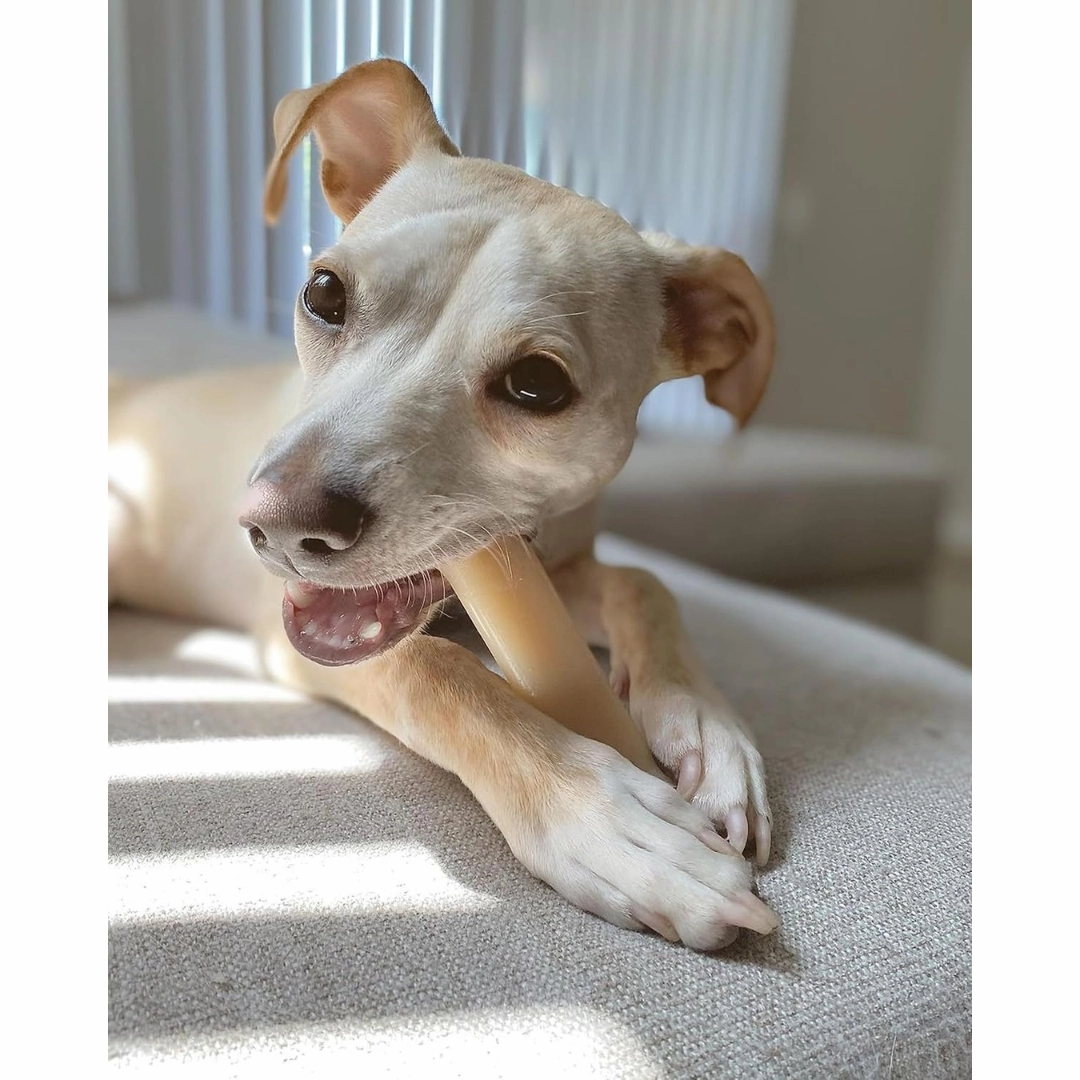 Nylabone Original