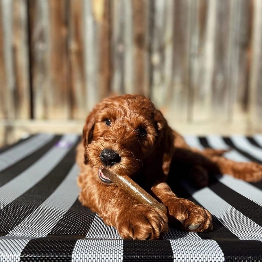 Nylabone Puppy Bone