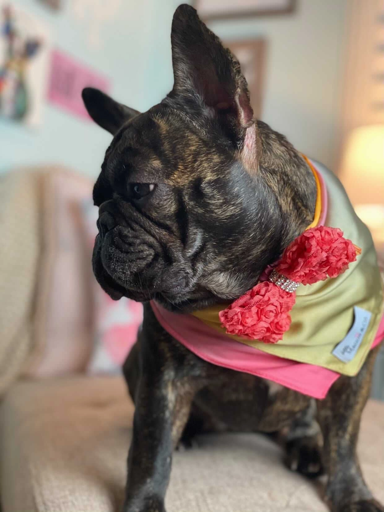 Ombr Scarf Collection: Sandy