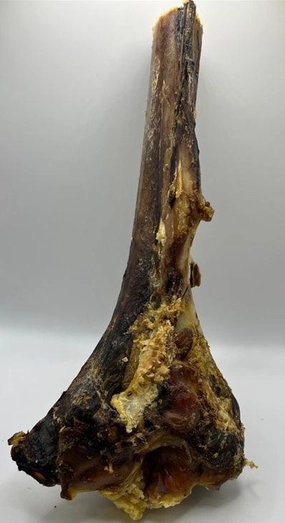 Ostrich Large Tibia Bone